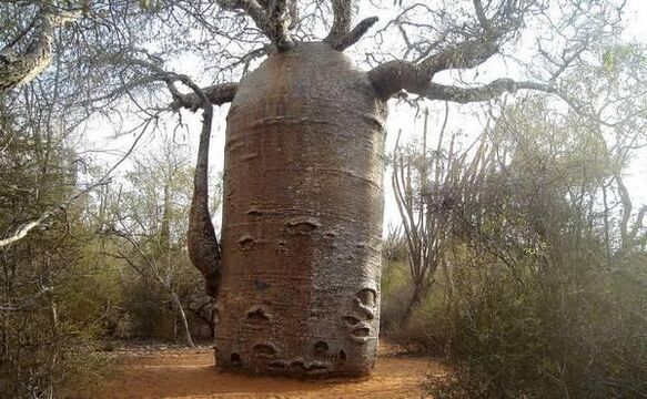 un tronco de árbol grueso como imitación del aumento del grosor del pene